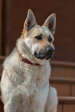 Çoban köpeği yana bakıyor ve yerde yatıp sahibini bekliyor.