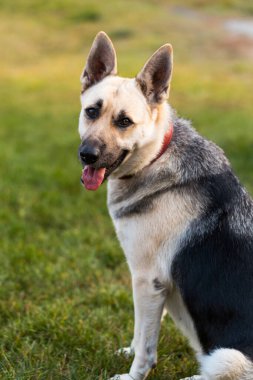Çoban köpeği yana bakıyor ve evinin yakınındaki yeşil çimlerin üzerinde sahibini bekliyor.