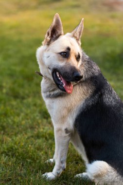 Çoban köpeği yana bakıyor ve evinin yakınındaki yeşil çimlerin üzerinde sahibini bekliyor.
