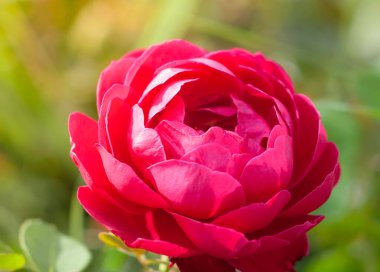 Bahçede açan güneş ışığıyla aydınlatılmış güzel pembe gülün yakınına.  