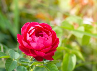 Güzel pembe gülün seçici odağı. Bahçede açan güneş ışığıyla aydınlanmış.  