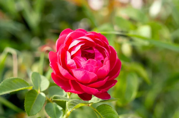 Soft Focus Beautiful Pink Rose Illuminated Sunlight Blooming Garden — Stock Photo, Image