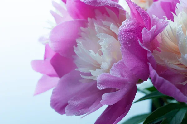Мягкий Фокус Розового Ярко Цветущего Пиона Каплями Росы Белом Фоне — стоковое фото