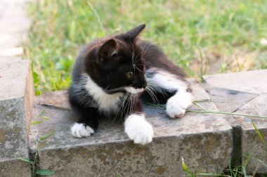 Yumuşak, siyah, beyaz kedili, güneş ışığıyla aydınlatılmış yeşil çimenlere bakan tatlı siyah bir odak.