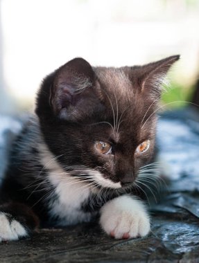 Beyaz kediyle birlikte bahçedeki kameraya bakan sevimli siyah bir odak.