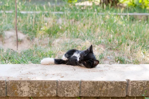 Playfull Preto Com Branco Gato Olhando Para Longe Iluminado Com — Fotografia de Stock