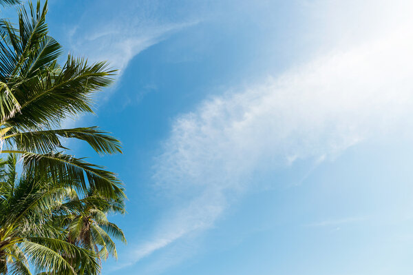palm tree with clouds and blue sky and copyspace area