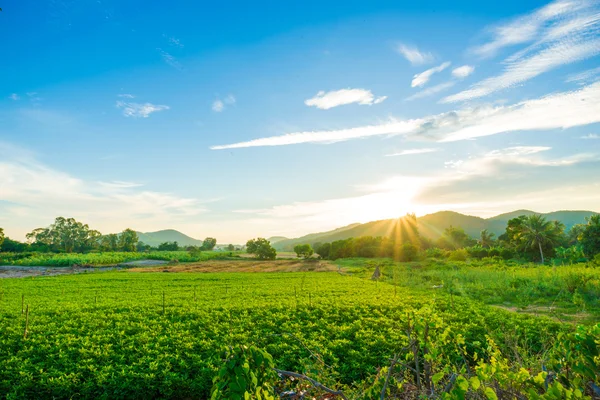 Colorful summer landscape — Stock Photo, Image