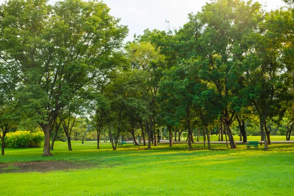 Grön park med gräsmatta — Stockfoto