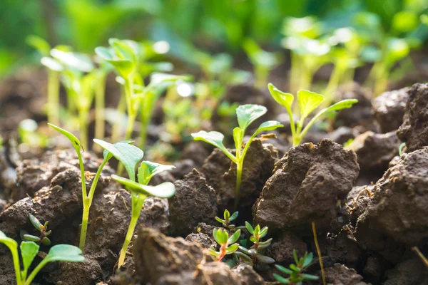 Small little plant on pile of soil with sun beam in morning