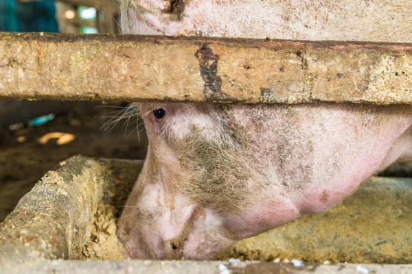 Varkensvoeders Traditionele Boerderij Met Hout Cement — Stockfoto