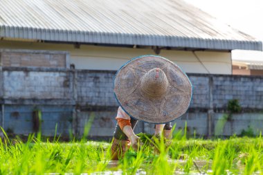 Pirinç ekimi için yeşil alanlar üzerinde geleneksel çiftçi