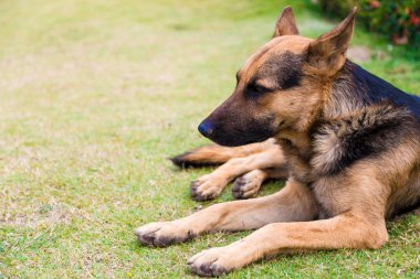 Alman çoban köpeği yeşil çimlerin üzerinde yatıyor.