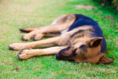 Alman çoban köpeği yeşil çimlerin üzerinde yatıyor.
