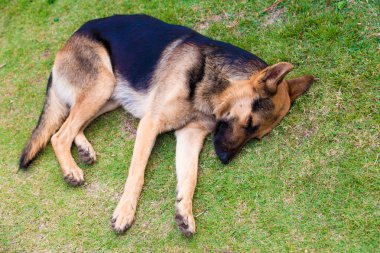 Alman shepher köpek park