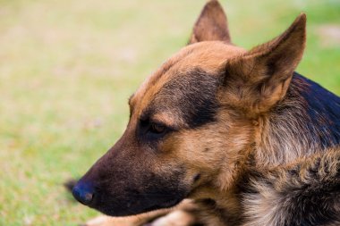 Alman shepher köpek park