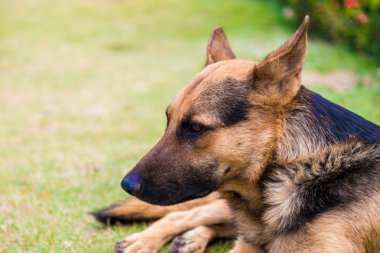 Alman shepher köpek park