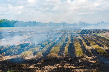 Yeni bir dikim sezonu, yanan saman anız çiftçiler başlatmak için yanan pirinç