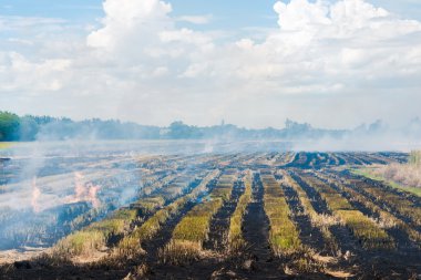 Yeni bir dikim sezonu, yanan saman anız çiftçiler başlatmak için yanan pirinç