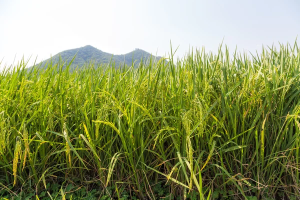 Green rice field sunny day