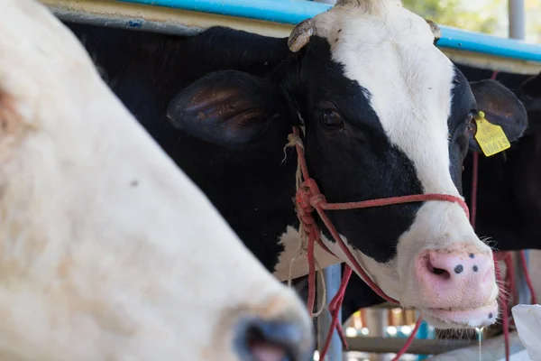 Holstein vaca frisona — Foto de Stock
