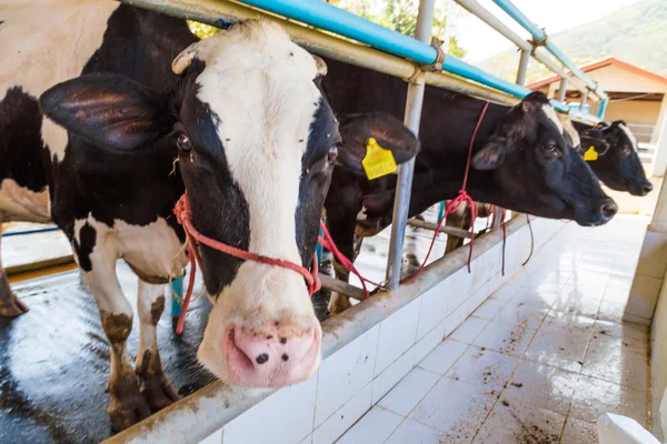 Holstein Friesian alimentación de vaca — Foto de Stock
