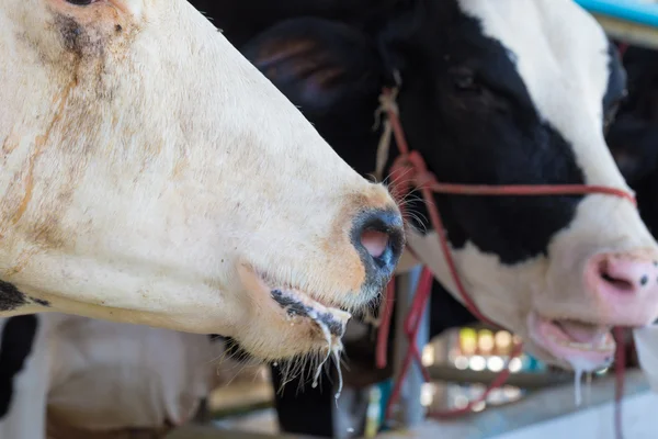 Holstein Friesian alimentación de vaca — Foto de Stock