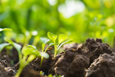 Bahçedeki toprak yığını üzerinde genç filiz. 
