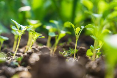 Küçük bitki yetiştirme 