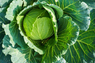 Bahçe organik tarım taze lahana