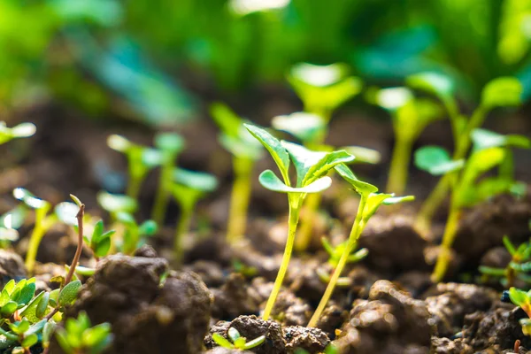 Kleine plant groeit — Stockfoto