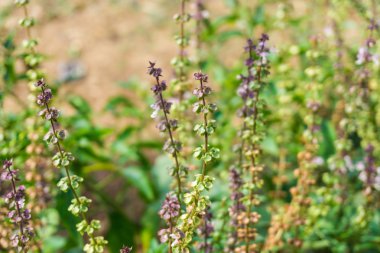 Aromaterapi için çiçek ot alanıyla fesleğen