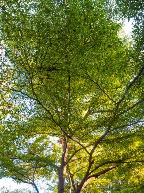 Güneş ışık arka plan, ağaç dalı ile yeşil ağaç yaprak