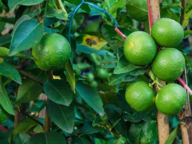 Taze yeşil limon yakın çekim 