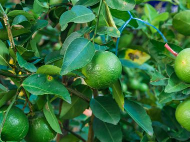 Taze yeşil limon yakın çekim 
