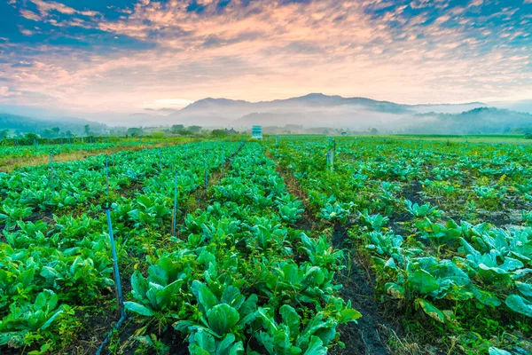 Beautiful Sunrise Green Large Field Mountain Fog — Stock Photo, Image