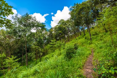 Alp altı dağında yeşil çimenli yol, Tayland 'da doğa yolu.