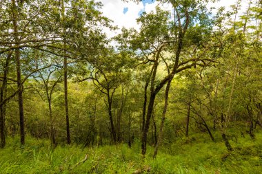 Tayland, Chiangmai 'de yağmur mevsiminde alp altı dağın yeşil manzarası