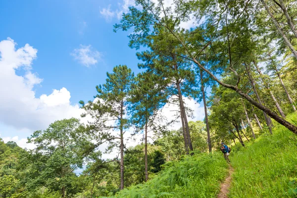 Väg Subalpint Berg Med Grönt Gräs Naturstig Thailand — Stockfoto