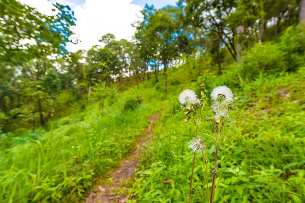 緑の草を持つ亜高山の山への道 タイの自然トラック — ストック写真