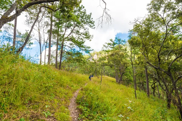 Pfad Subalpinen Berg Mit Grünem Gras Naturpfad Thailand — Stockfoto