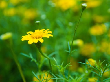 Küçük ayçiçeği bahar zaman, doğal arka plan çiçek sarı