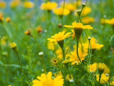 Güzel Sarı çiçekli bahar sahne arka plan