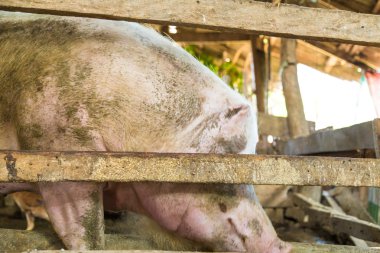 Büyük domuz geleneği çiftlik tarafında gülüyor 