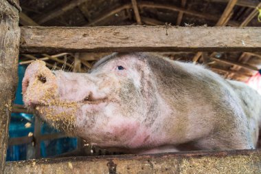 Meraklı domuz üzerinde geleneksel domuz çiftliği damızlık, ahşap durak