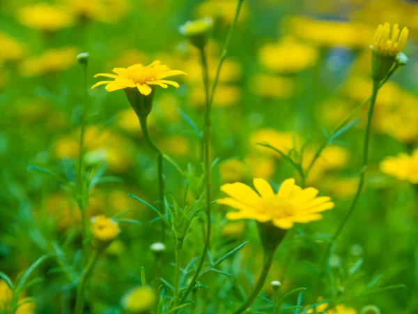 Gelbe kleine Sonnenblumen blühen im Frühling — Stockfoto