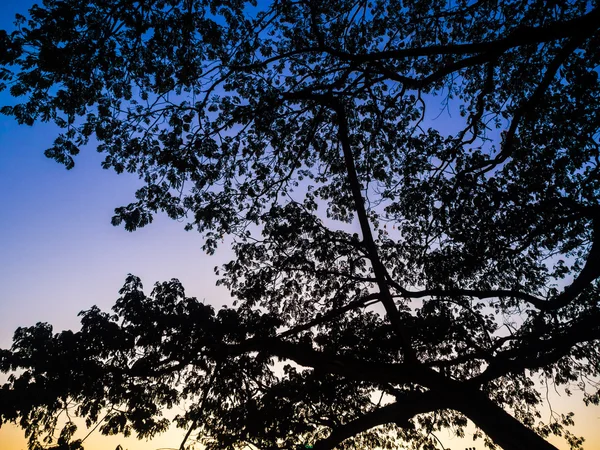Pôr Sol Silhueta Árvore Ramo Fundo Lanscape Árvore — Fotografia de Stock