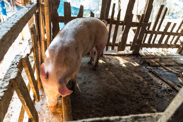 Любопытная свинья на деревянном стойле — стоковое фото