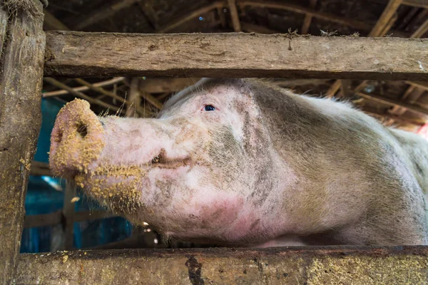 Směje se velká prasata na straně zemědělské tradice — Stock fotografie