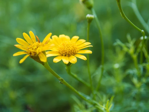 Gelbe Kleine Sonnenblumen Die Frühling Blühen Natürlicher Hintergrund — Stockfoto